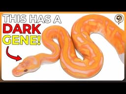 Here's 5 of My Favorite DARK Ball Python Genes!
