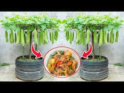 The best kept secret of growing bitter melon in tires, super many and big fruits