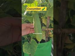 खीरा उगाया घर की छत पर | Cucumber in terrace garden #gardening #terracegardenig #garden #cucumber