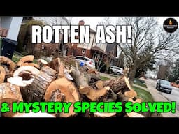 ROTTEN ASH AND MUSCLEWOOD! #FIREWOOD