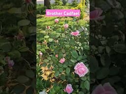Brother Cadfael Rose