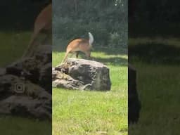 Deer fights off coyote! #shorts