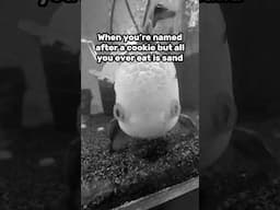 Oreo eats sand