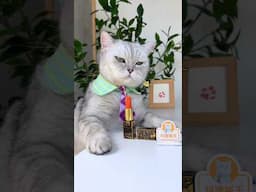 The cat chef uses watermelon to make lipstick.💄 #catofyoutube #catcookingfood