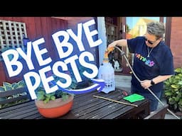 Getting rid of vine weevil, flea beetle, slugs and more