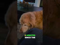 Golden Retriever Demands More Attention! (5 Minute Crisis)