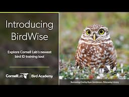 Introducing BirdWise! Explore Cornell Lab's Newest Bird ID Training Tool: Edited Recording