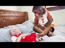 Oh no! CUTIS cries sadly as Baby Monkey pain after vaccination