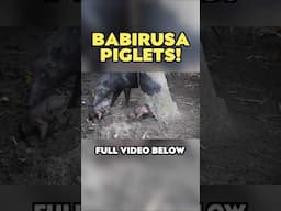 Babirusa Piglets at the Brevard Zoo! #zootours