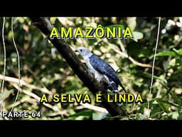 FOMOS PARA DENTRO DA SELVA AMAZÔNICA - VÍDEO 64