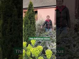 My Favourite Shrub Combination in My Garden