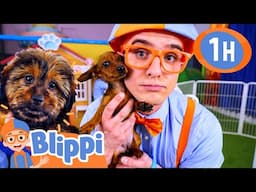 Blippi's Puppy Playground | BEST OF BLIPPI! | Learn Colors and Science with Blippi!