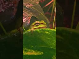 Senor Frog