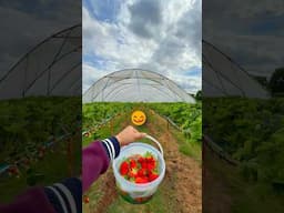Strawberry Farm Vlog in London🍓😋 #london #travel #strawberry #farming #jaydholakiya #indiansinuk