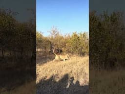 Lone Lioness Ambushed by Rival Pride!