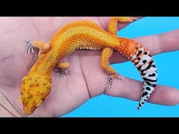 Ask to see any GECKO! 🦎