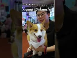 ออกมาเปิดโลกกว้าง #jerhigh #cat #สุนัขตำรวจ #news #pets #animals