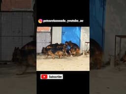 Best German Shepherd Dog Kennel #germanshepherd