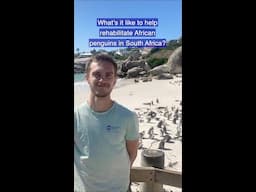 Collaborating to Protect Wild Penguins in South Africa