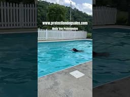 Dock Diving W/Family Raised Prof/Trained "Welly" Fun Safe Personal Protection Family Security Dog