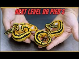 Beating the Odds: Insane DG Pied Hatchlings Revealed!