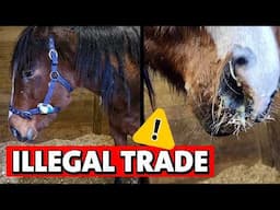 Trafficked 20: Horses Rescued From Horror Journey