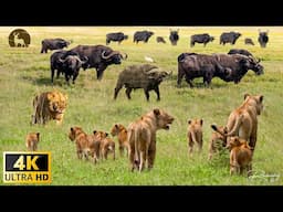 4K African Wildlife: Ruaha National Park,Tanzania’s - Untouched Wilderness with Real Nature Sounds