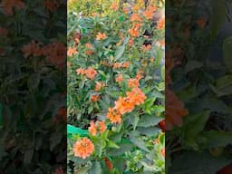 My terrace garden kanakambaram #crossandra #myflowergarden #gardenplants