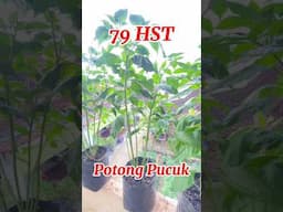 Tanam Cabe tanpa Semai di Polybag / how to plant chilies #caberawit #rawitkaliber #cabepolybag