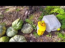 Harvesting Pumpkins and Sweet Peppers