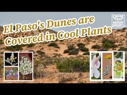 The El Paso Dunes Are Covered in Cool Plants