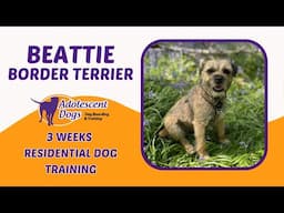 Beattie the Border Terrier | 3 Weeks Residential Dog Training