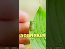 I Raised a Tree Frog from a Tadpole! #tadpole #treefrog