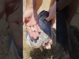 How Mulloway got the nick name Jew fish.