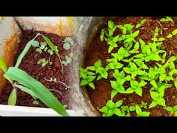 Quick Update On The Farm Planting Peppers, Cabbage, Okra and corn 🌽 Jamaica sunrise tv