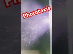 WOW! Witness how Amano Larvae Swarm To Light! Phototaxis at work!
