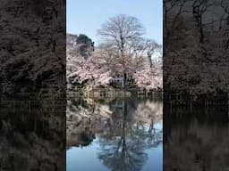 Cherry blossoms in Japan 2023 🌸