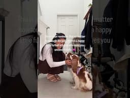 They always make any day better and brighter #cavalierkingcharles #dogtherapy #dogmom
