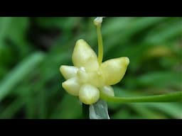 Identifying Delicious Few Flowered Garlic, Allium paradoxum