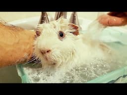 Pipsqueak Bath Cuteness ❤️