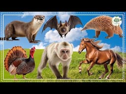 Discover Animal Sounds: Seahorse, Owl, Clownfish, Deer, Raccoon, Badger, Hedgehog - Animal Sounds