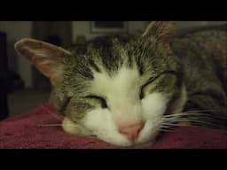 Remembering DustyCat -  April 13, 2025 🐾