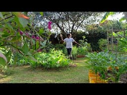 How To Turn Lawn Into A Vegetable Garden. (From Grass To Garden)