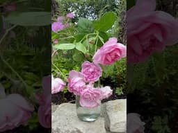Watch my personal growing review of climbing rose ‘Jasmina’ (Korcentex) now #gardenerben