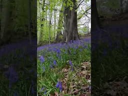 Bluebells captured by FPV  drone