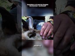Survivorman | Sobras de un Puma | Les Stroud