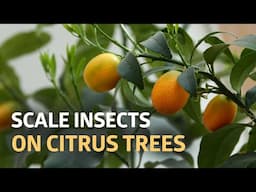 Getting Rid of Scale Insects on Our Citrus Trees