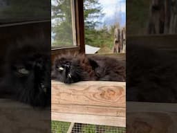 Mimi appreciation post!!!  //  #cat #cuteanimals #cats