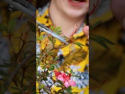 How To Deadhead Your Azaleas🌸