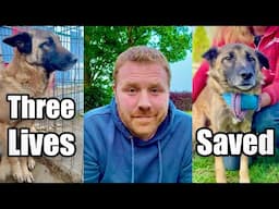The Dog We Thought We Were Rescuing… Wasn’t Him. And That’s How We Found Angel (Again)